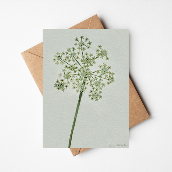 Queen Anne's Lace Cards