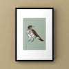 Song Thrush Print